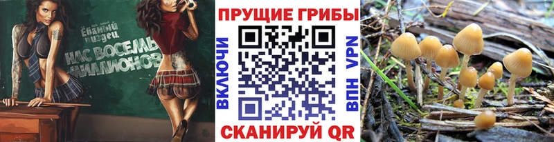 нарко площадка состав  Арамиль  Галлюциногенные грибы Psilocybe 